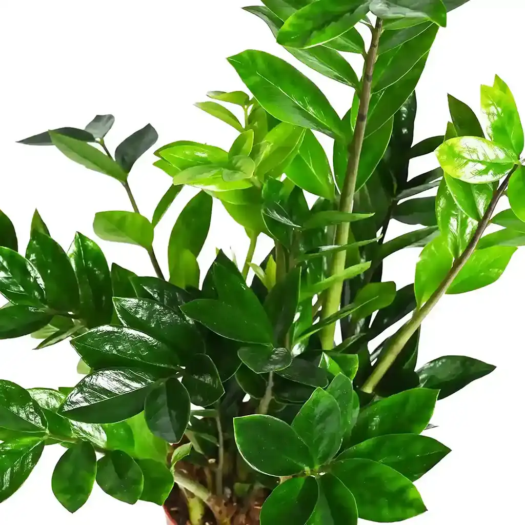 Zamioculcas Zamiifolia - Image 2
