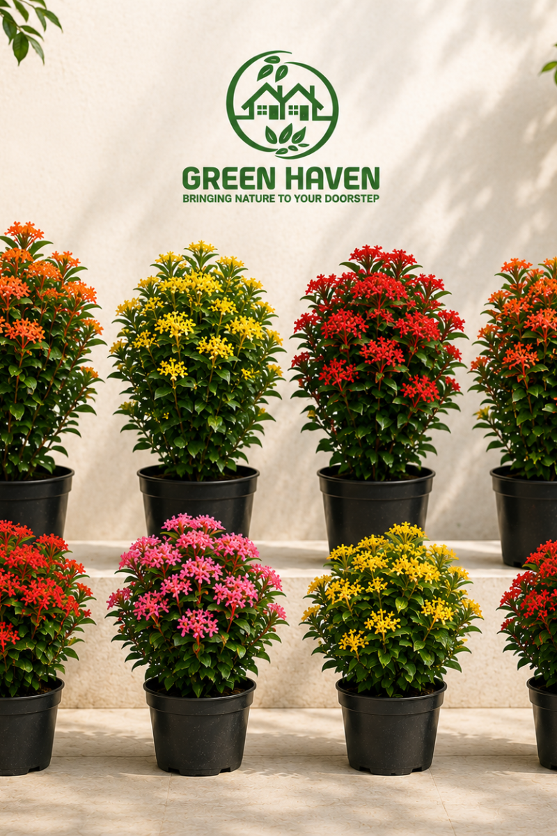 Ixora Plant