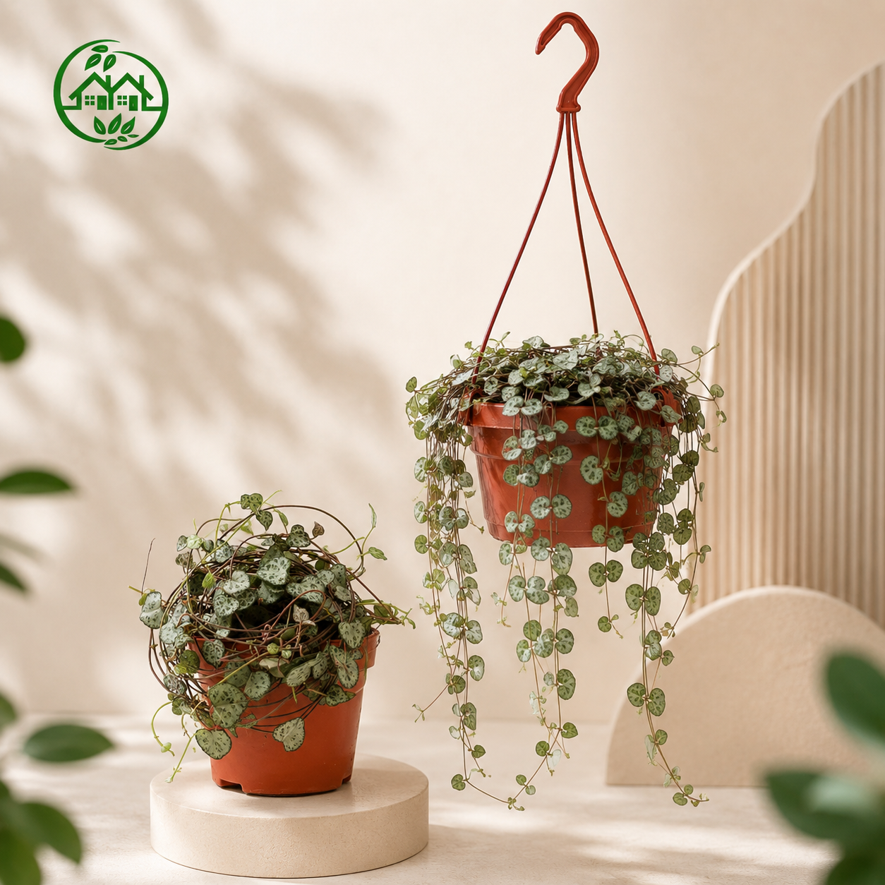 String of Hearts Ceropegia Woodii