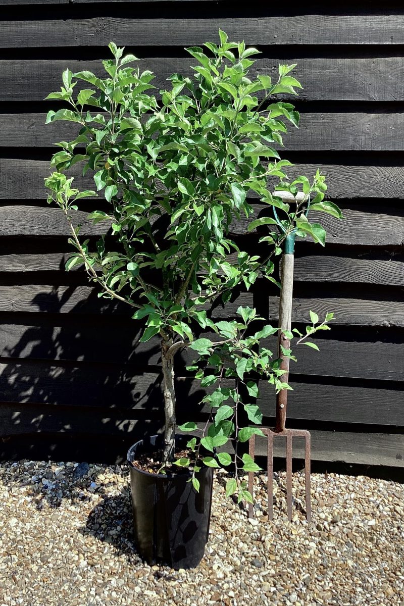 Apple - Tree