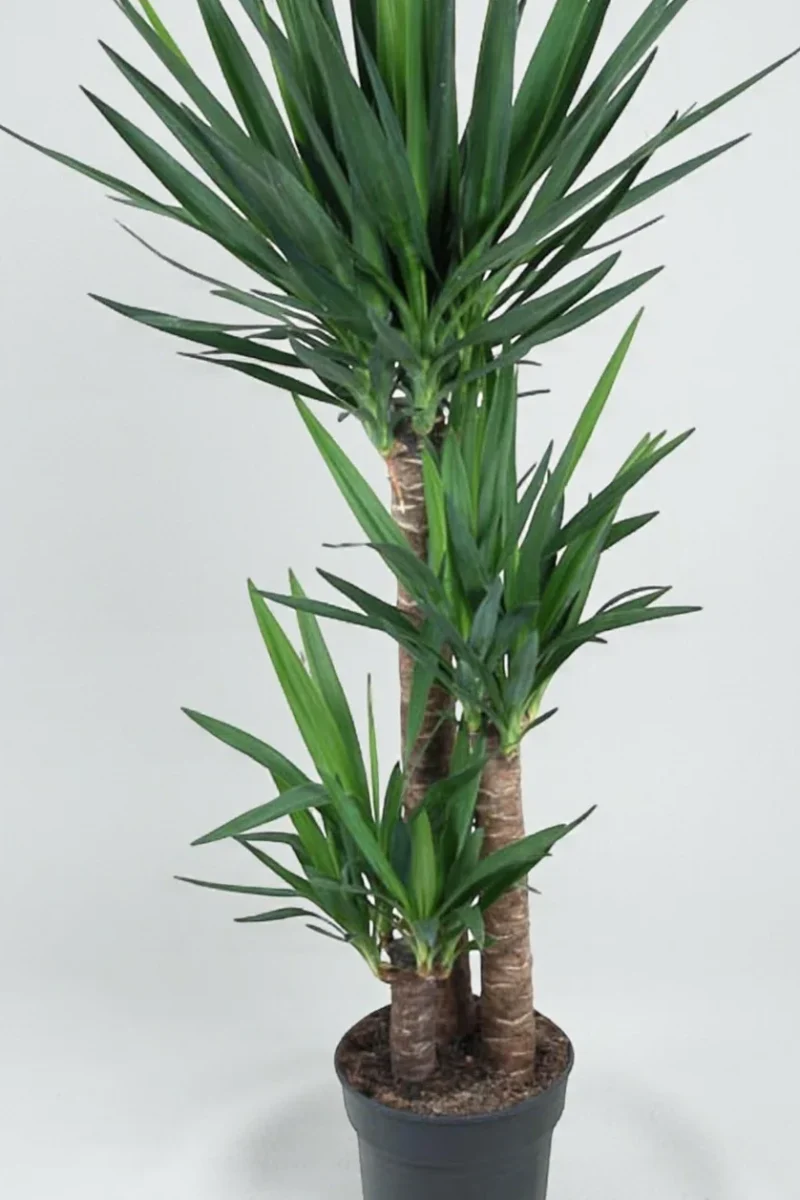 Yucca 3pp