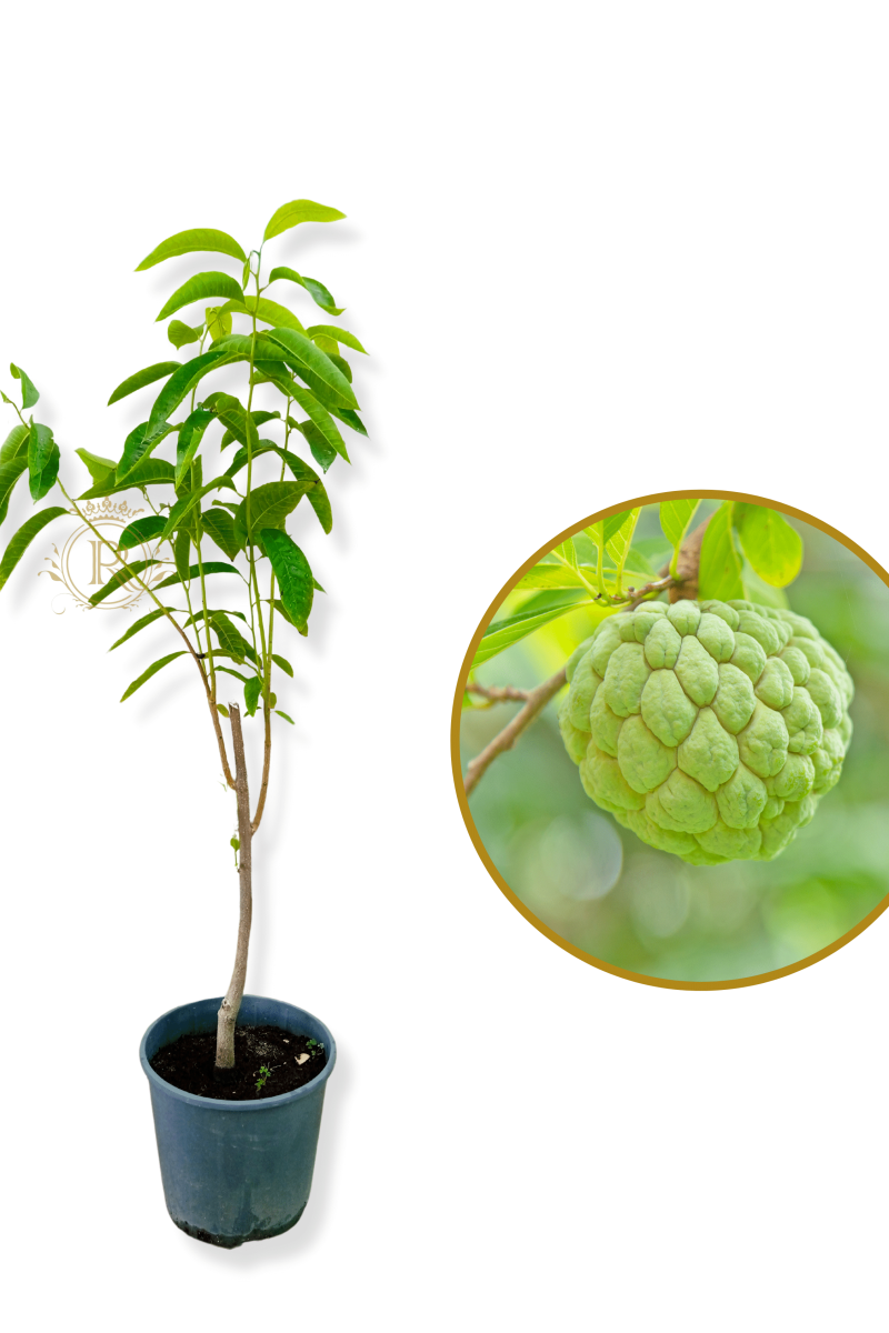 Custard Apple Plant