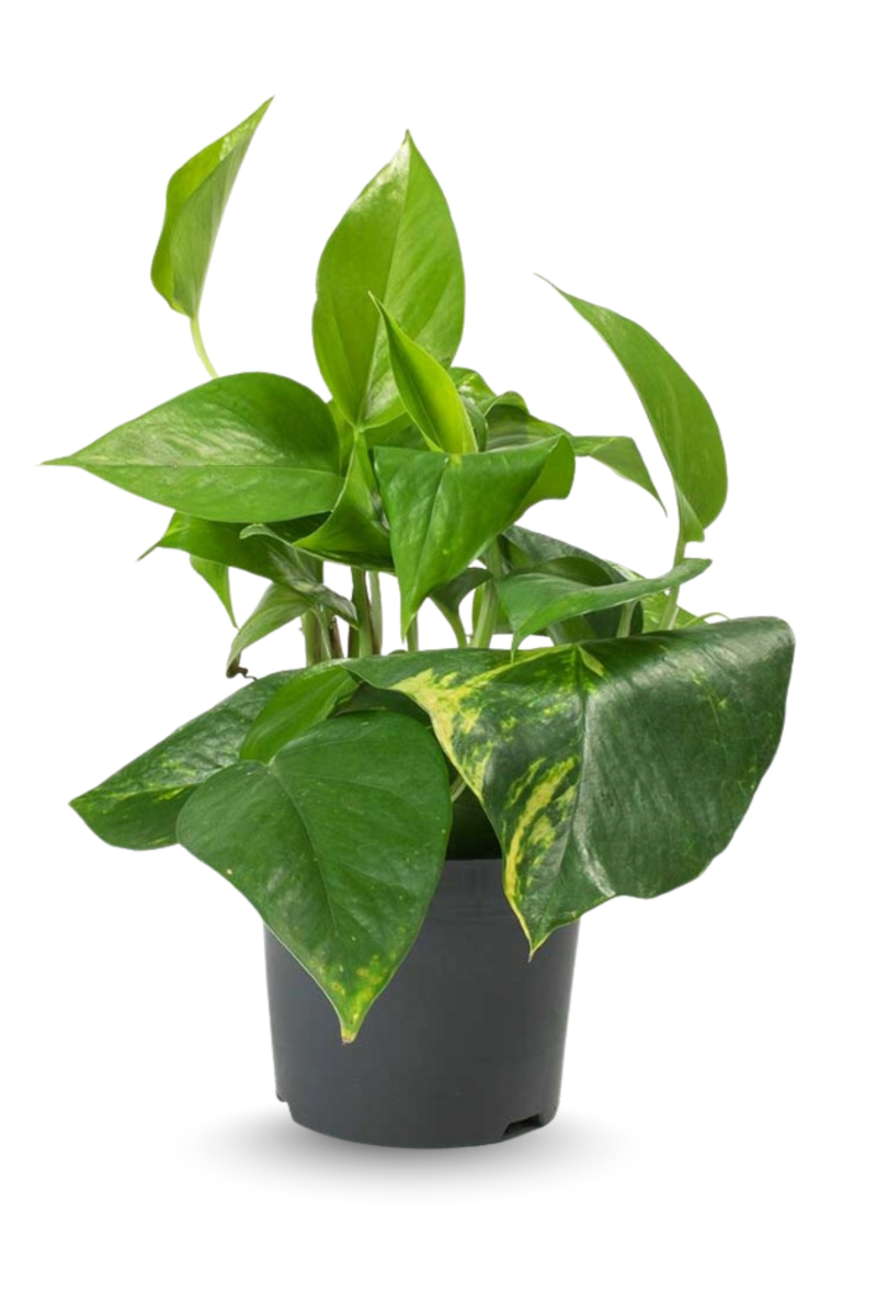 Epipremnum Aureum