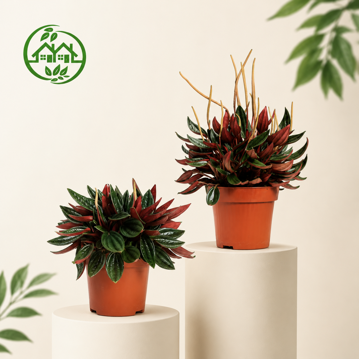 Peperomia Caperata Santorini