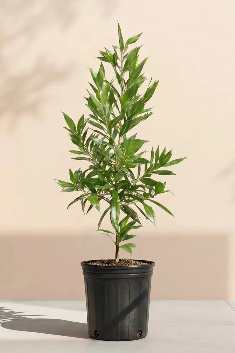 Conocarpus