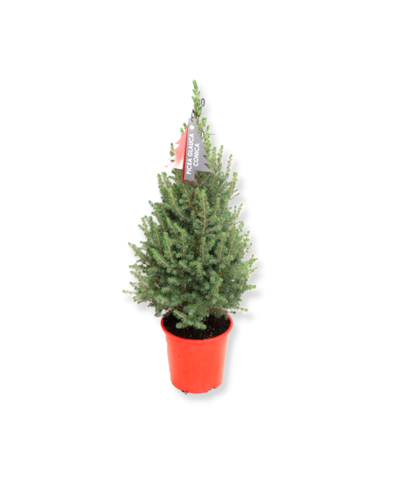 Picea glauca – Christmas Tree