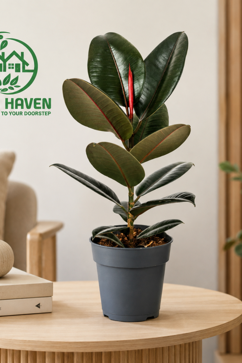 Ficus Elastica Robusta (Rubber Plant)