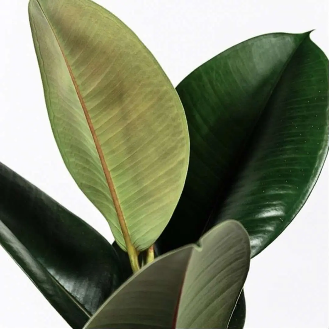 Ficus Elastica Robusta (Rubber Plant) - Image 2