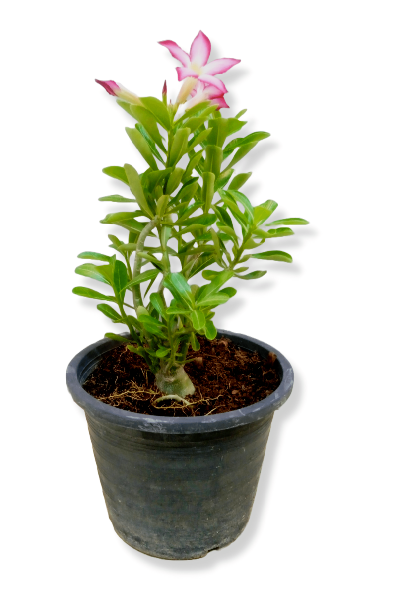 Desert Rose (Adenium)
