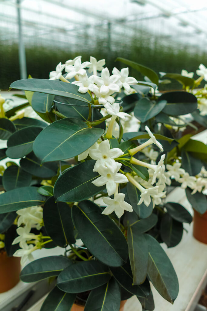 Madagascar Jasmine - Image 2