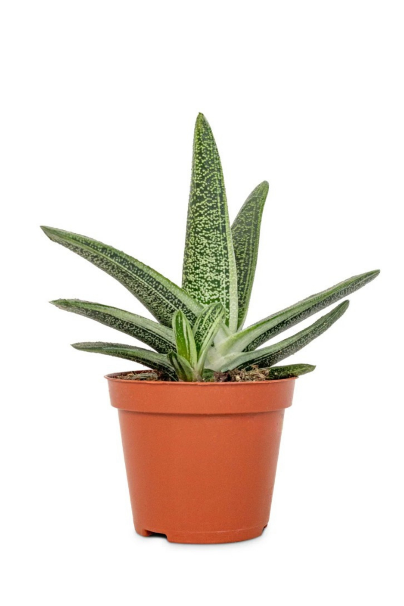 Gasteria 'Little Warty'