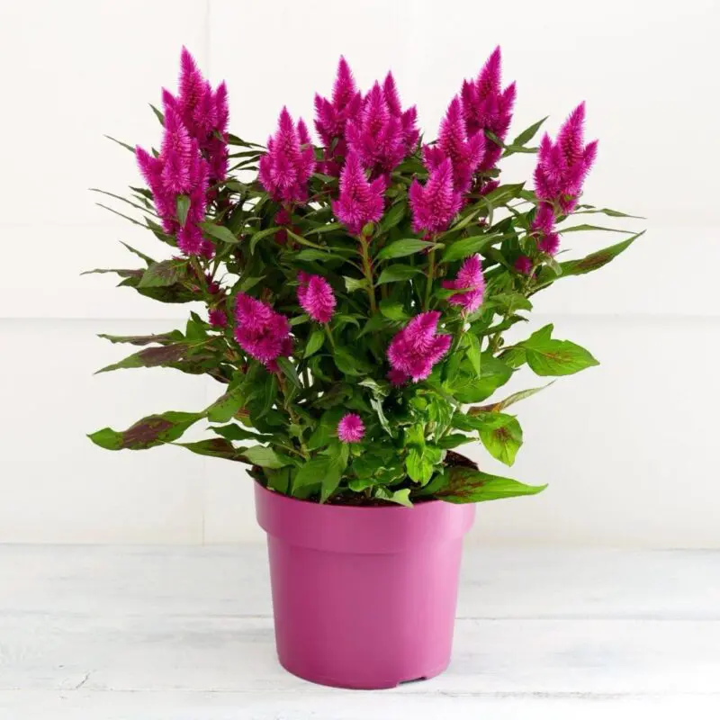Celosia 'Deep Purple