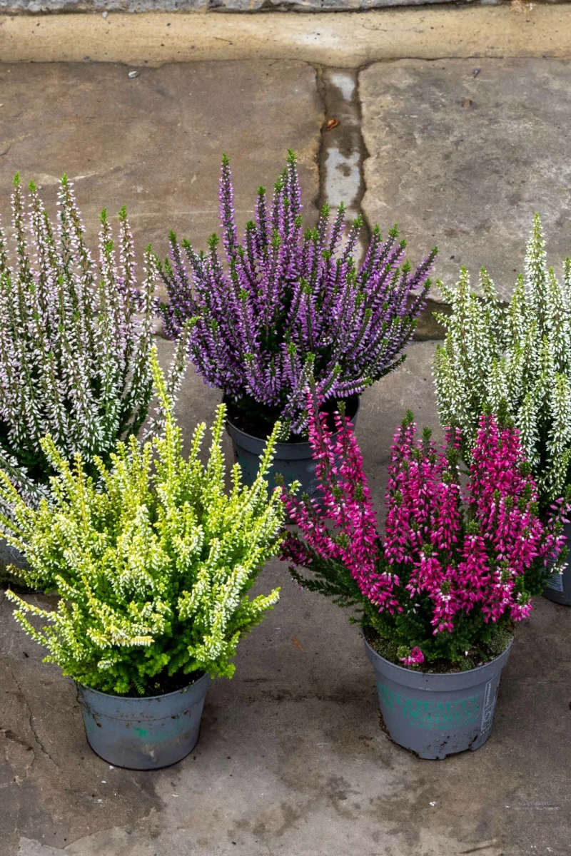 Calluna