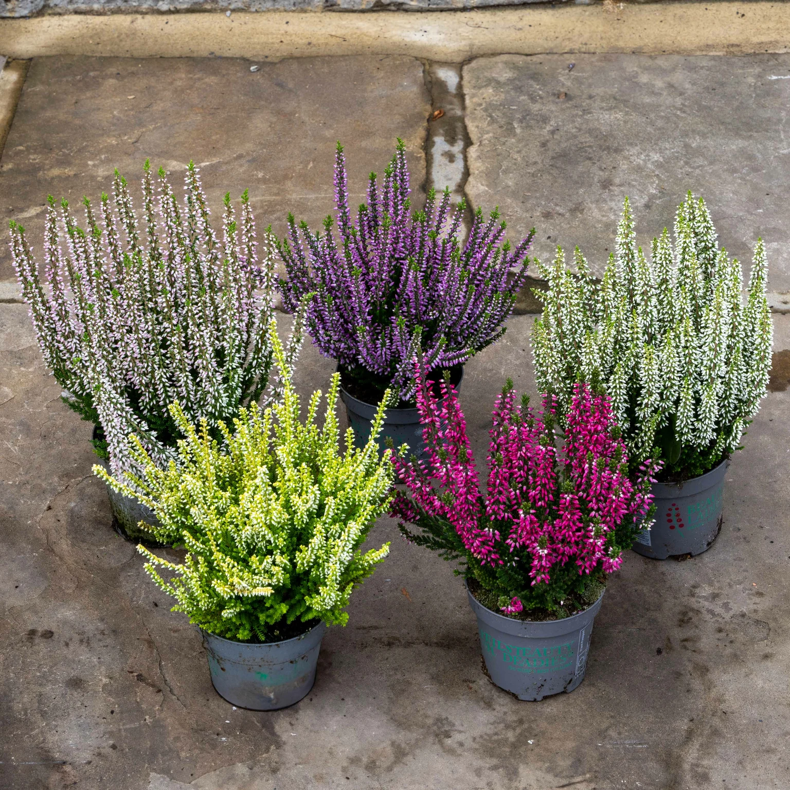 Calluna