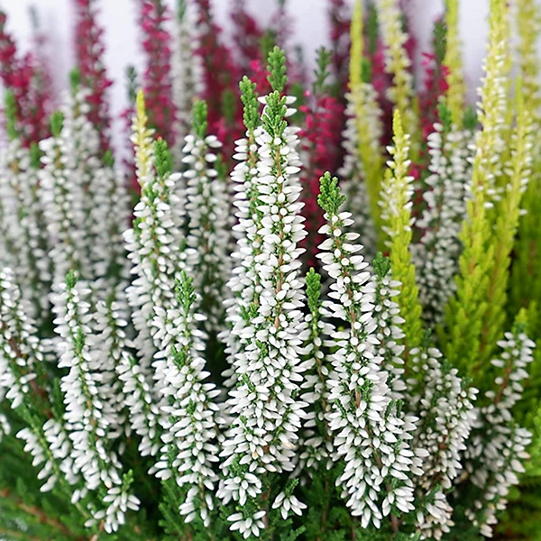 Calluna - Image 3