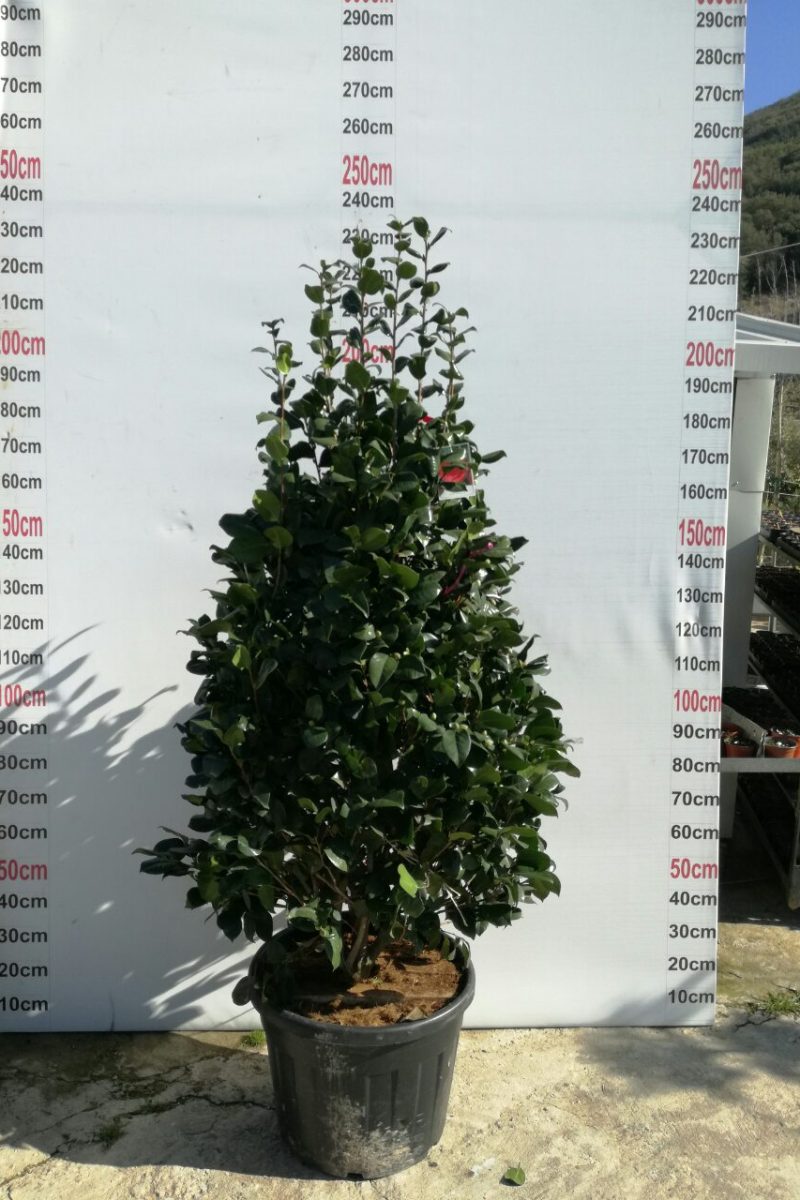 Camelia