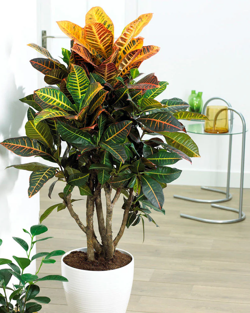 Croton (Large Plant)
