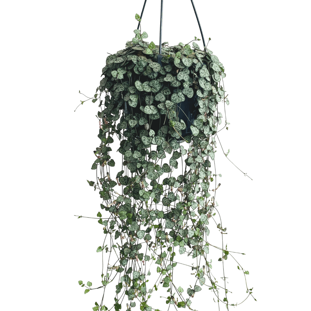 String of Hearts Ceropegia Woodii - Image 4