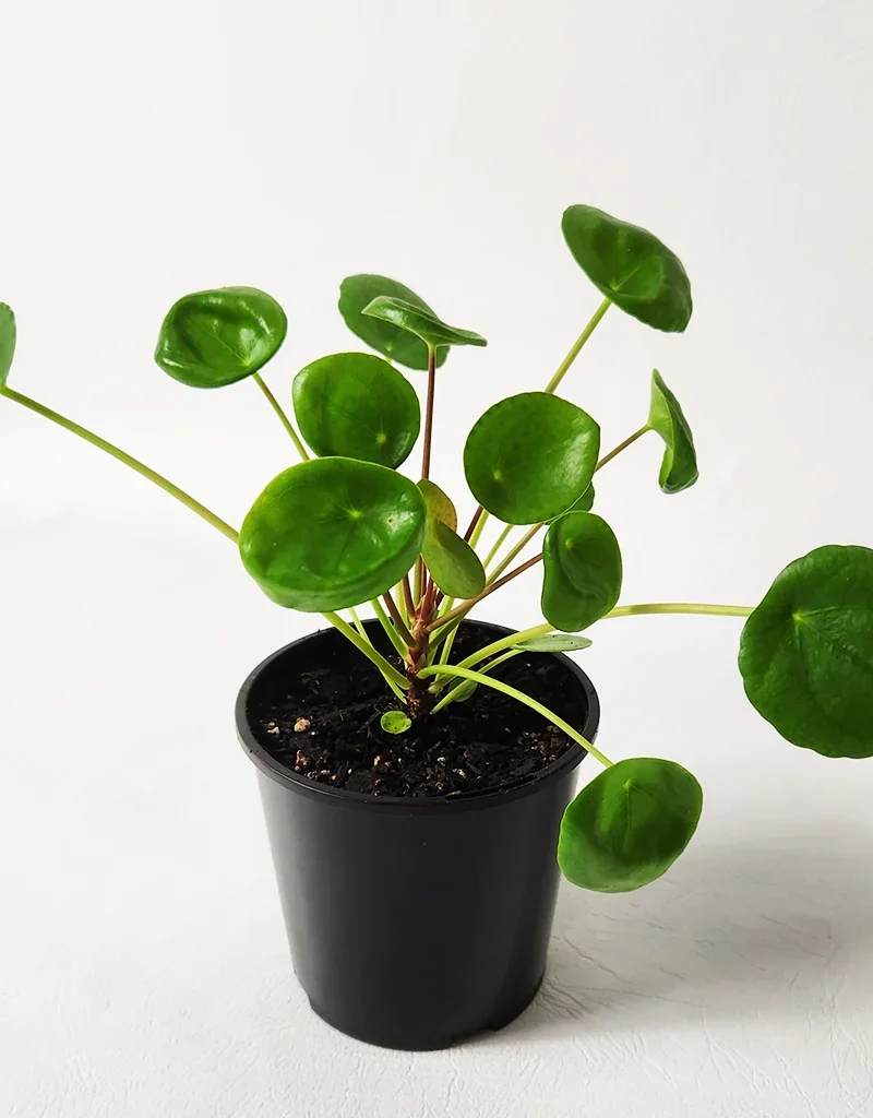 Pilea Peperomioides