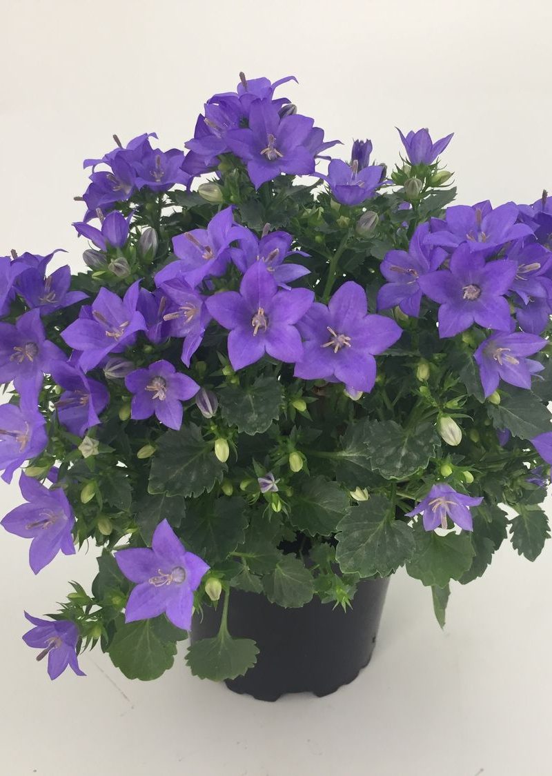 Campanula