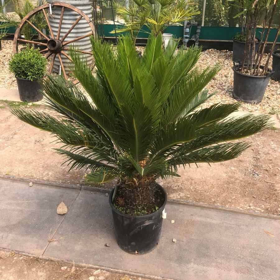 Cycas Revoluta - Image 2
