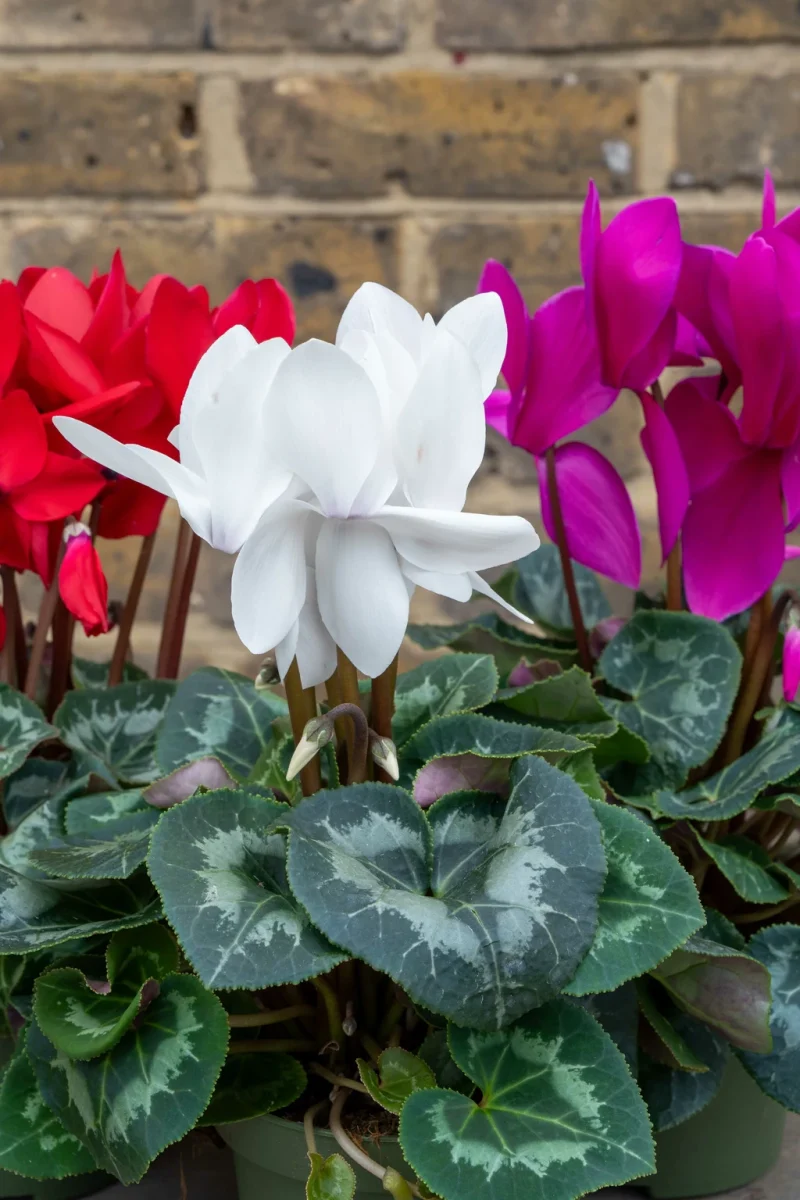 Cyclamen