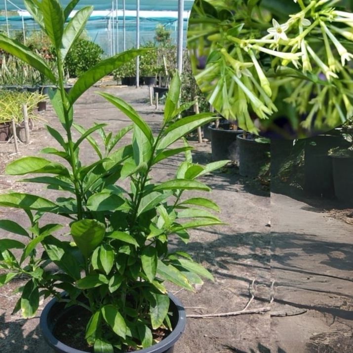 Cestrum Nocturnum – Night Queen
