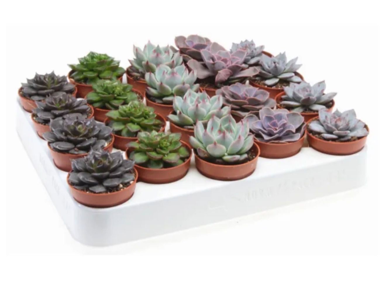 Echeveria Mix Variety (1 piece) - Image 2