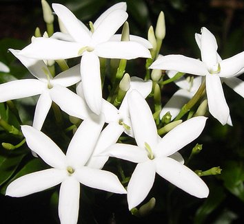 Jasminum Polyanthum Pyramid - Image 4