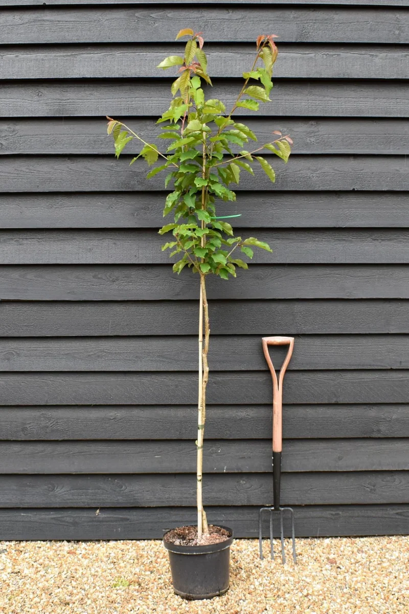 Cherry - Plant