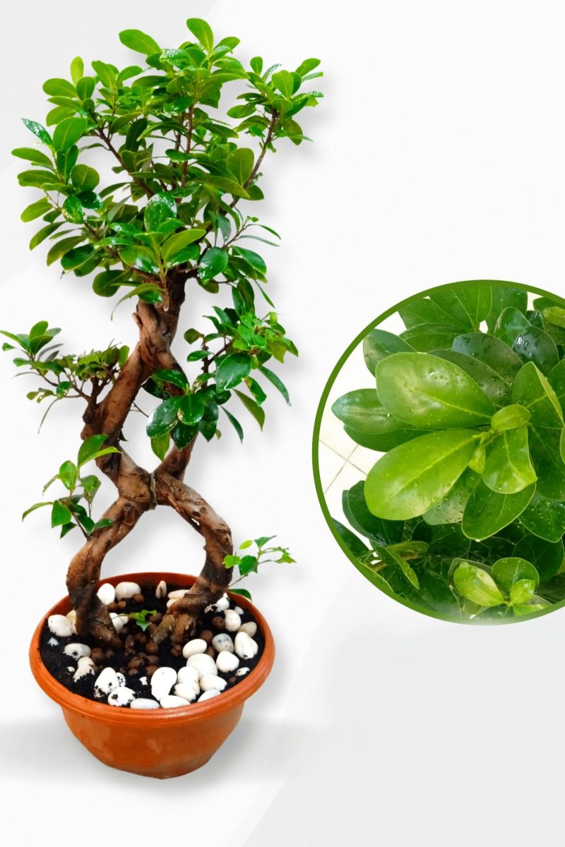 Ficus Microcarpa Ginseng Bonsai – 8 Shape