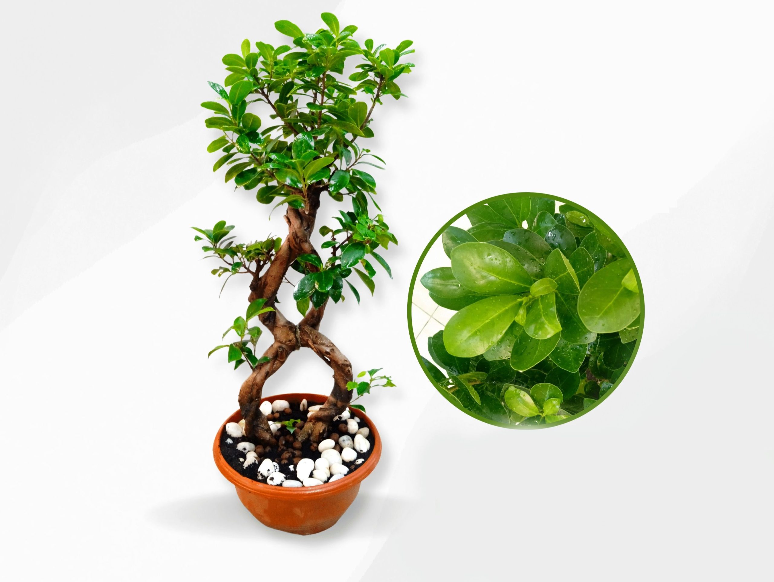 Ficus Microcarpa Ginseng Bonsai – 8 Shape