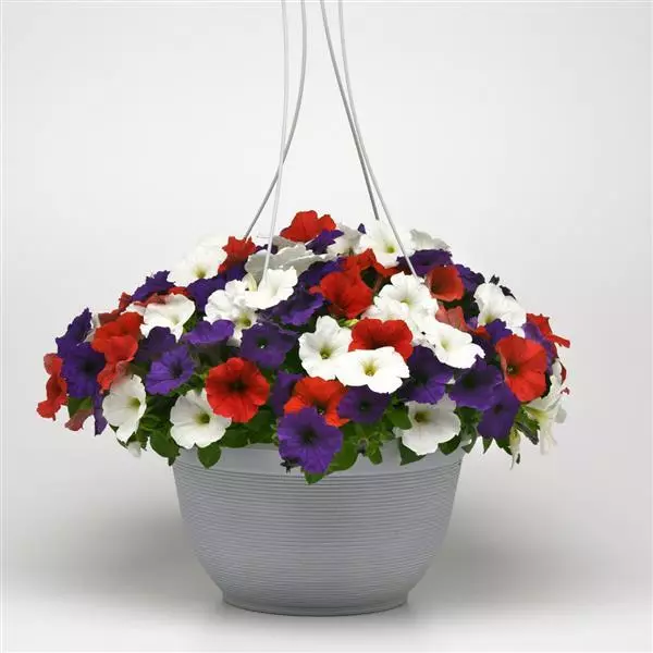 Petunia Hanging