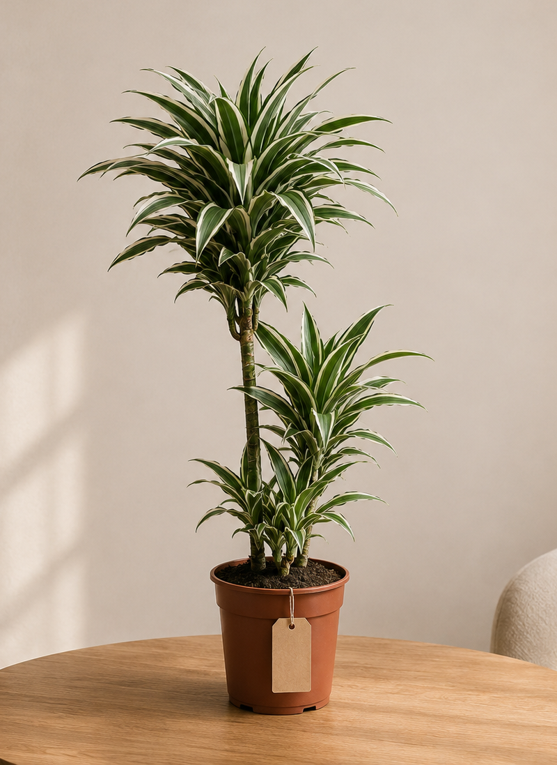Dracaena Fragrans Twilight White Jewel