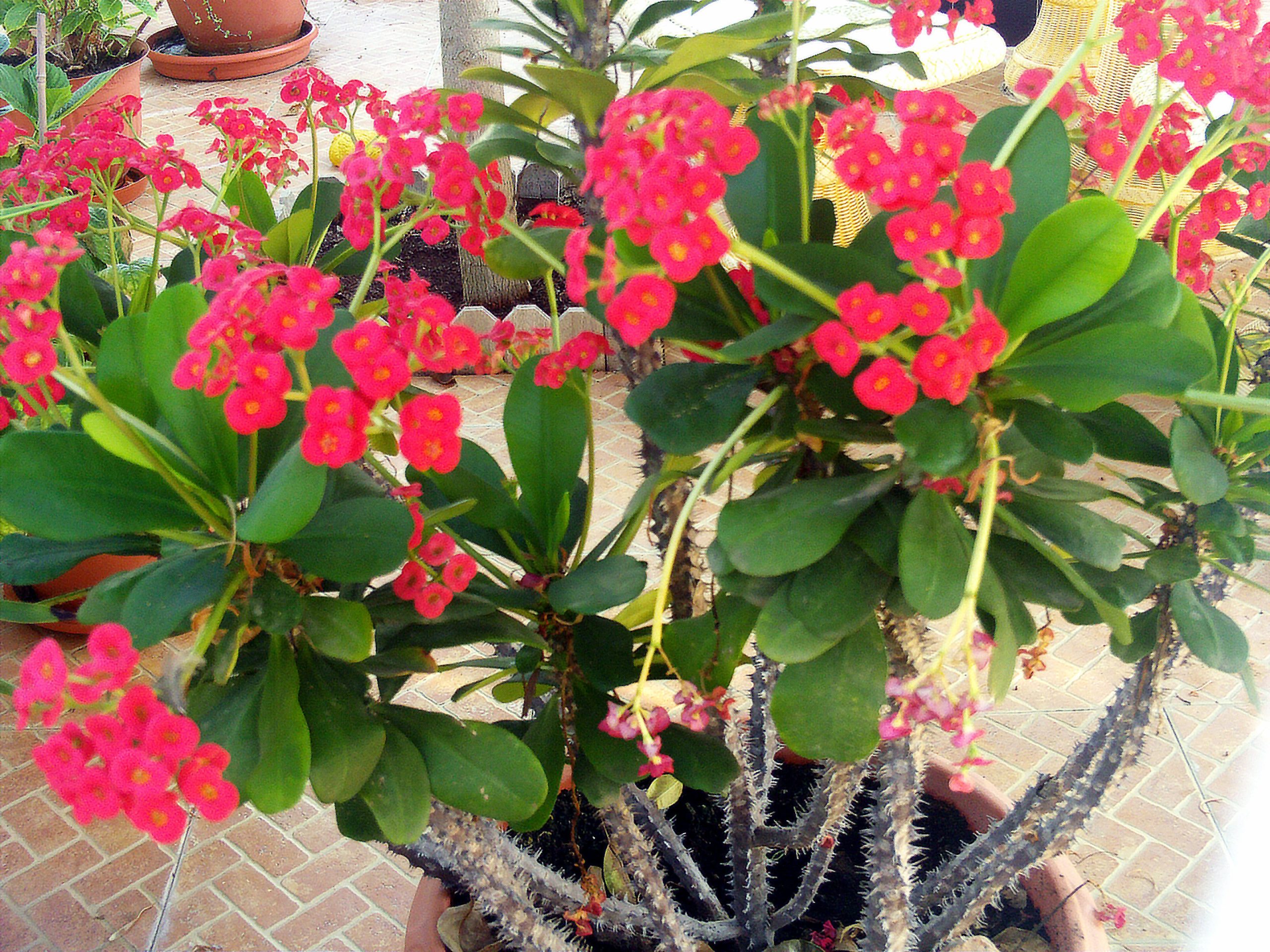 Euphorbia Milii - Image 2