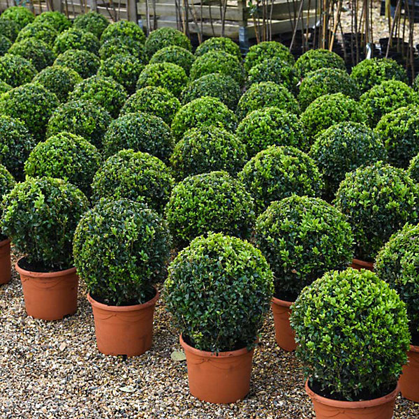 Buxus Sempervirens Ball - Image 3