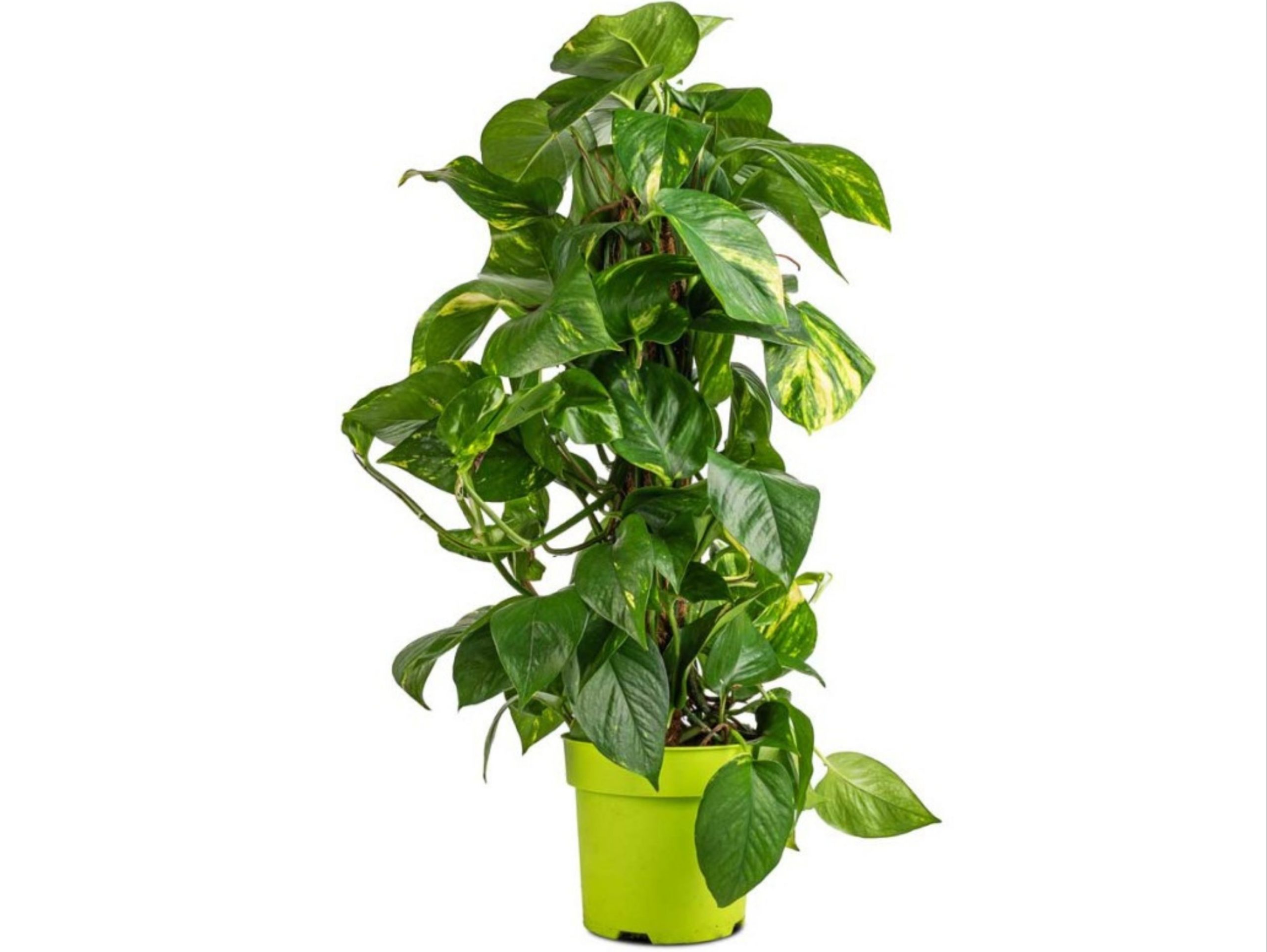 Epipremnum Pinnatum Moss Stick - Image 3