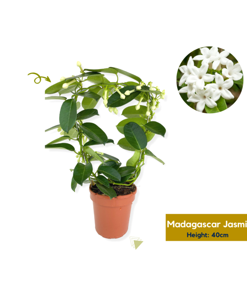 Madagascar Jasmine