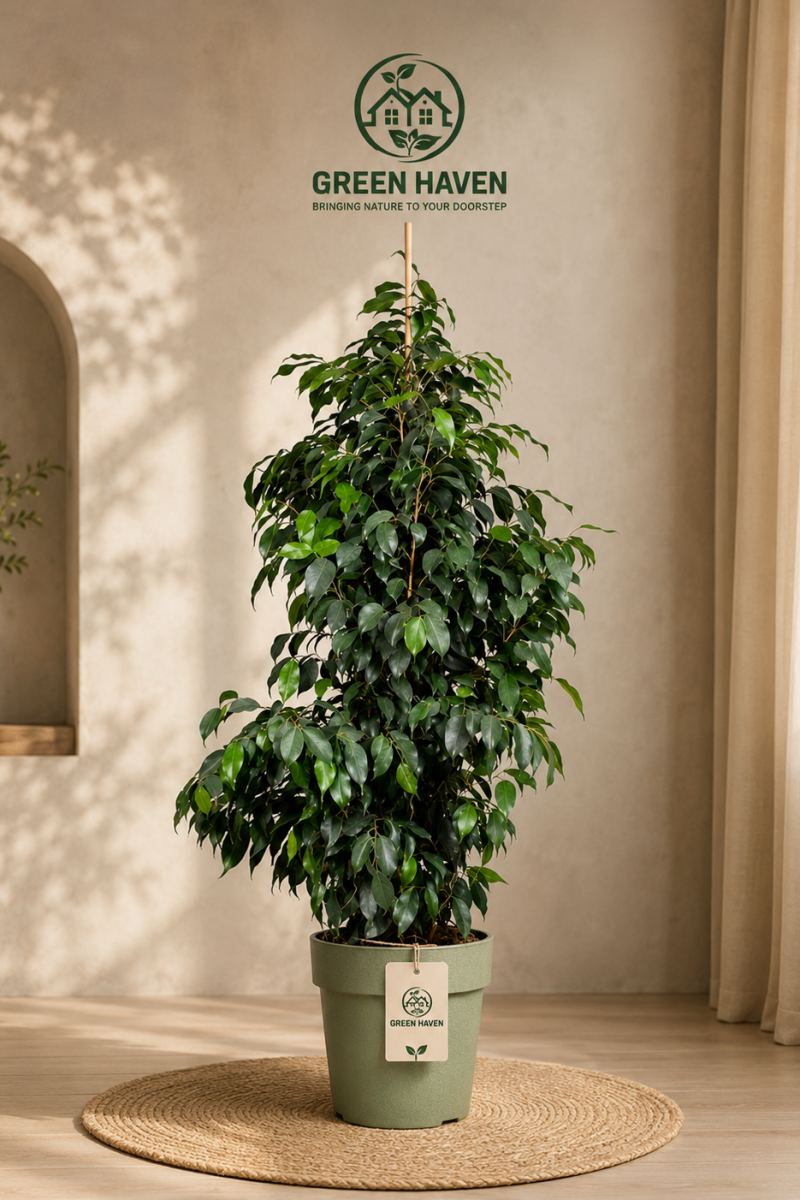 Ficus Benjamina Big