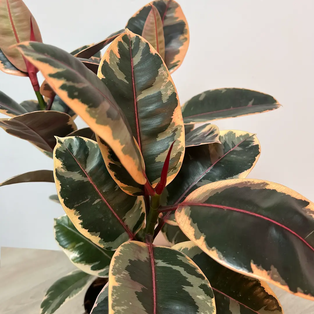 Ficus Elastica 'Belize' (Rubber Plant) - Image 2