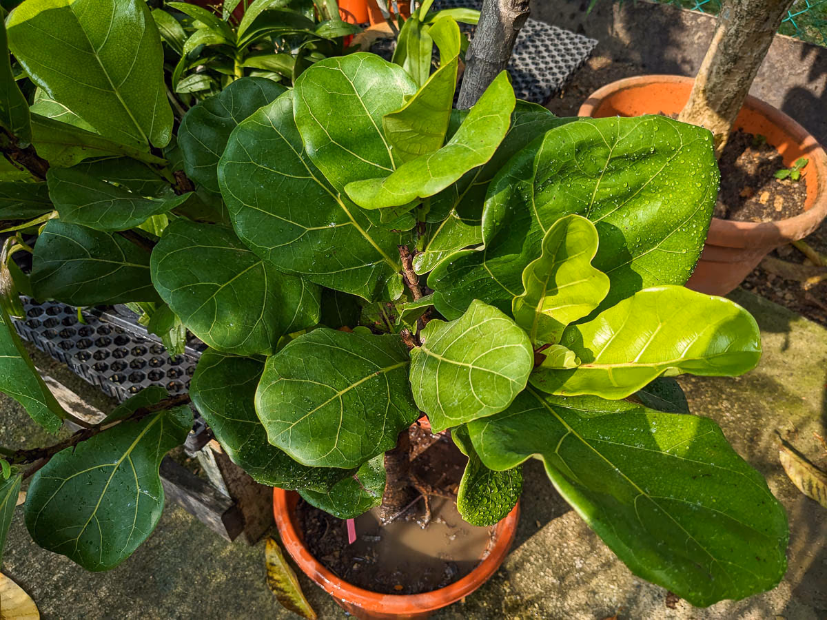 Ficus Lyrata 3PP - Image 2