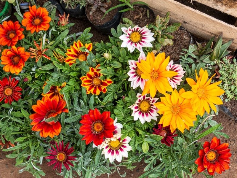 Gazania 25 pots Box