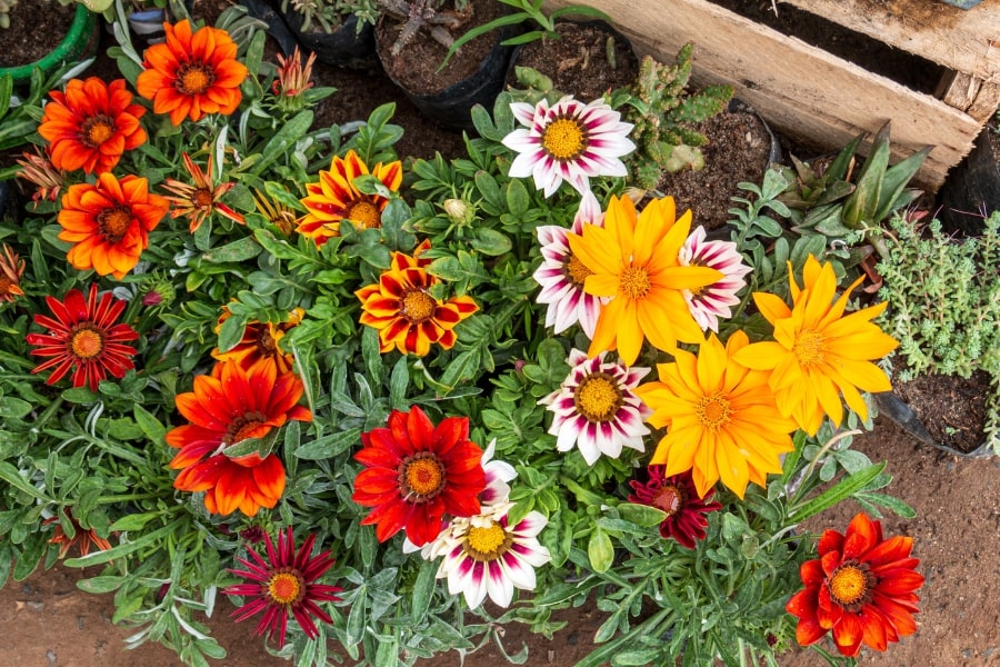 Gazania 25 pots Box