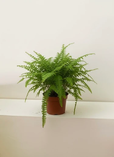 Nephrolepis Boston Fern