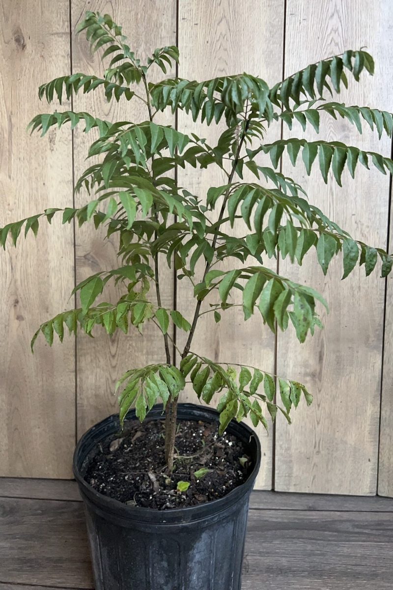 Curry Leaves Plant