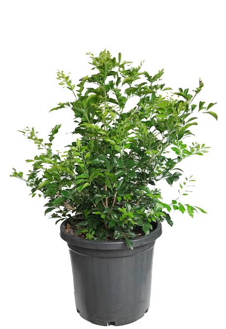Murraya Paniculata
