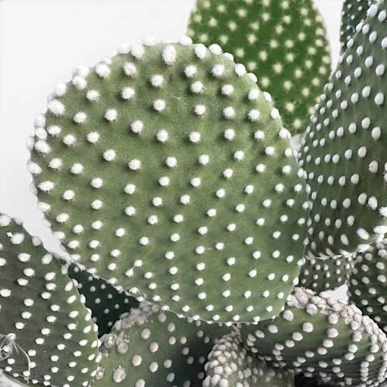 Opuntia Cactus Albispina - Image 3