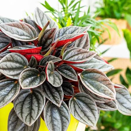 Peperomia Caperata Santorini - Image 3