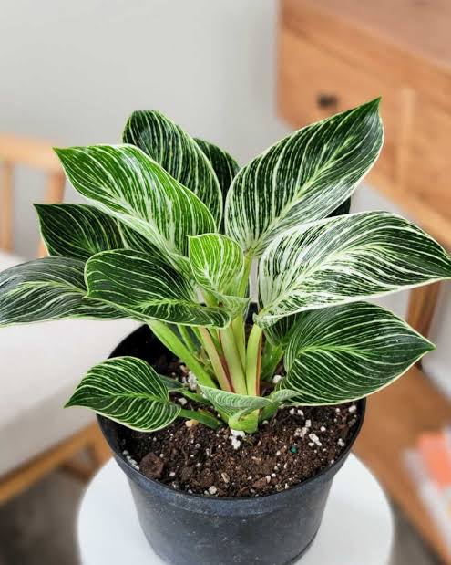 Philodendron Birkin - Image 2