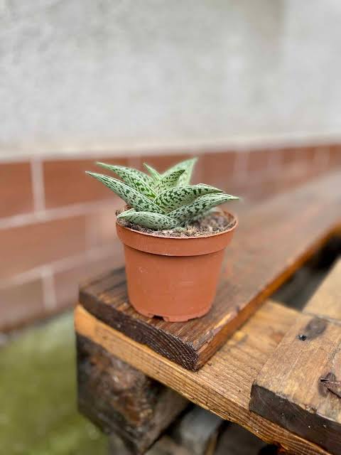 Aloe Variegata Tribal